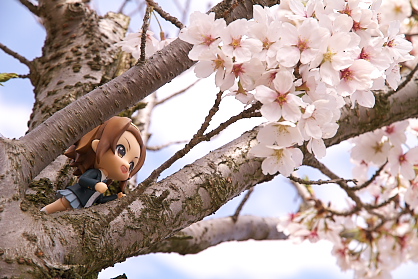 散り行く桜をきっと惜しんでないりっちゃん